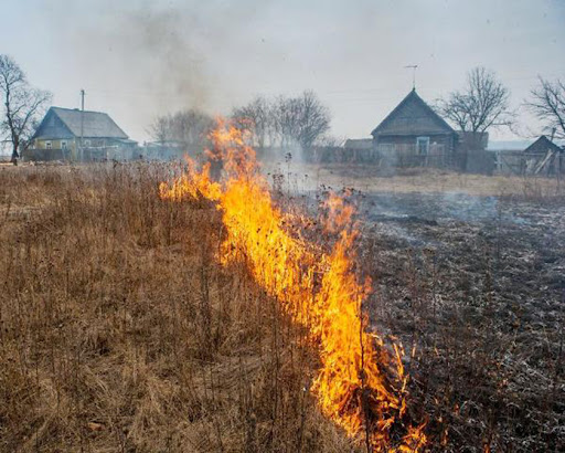 трава.jpg трава.jpg